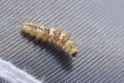 Réf. 262 716 : Nola chlamitulalis