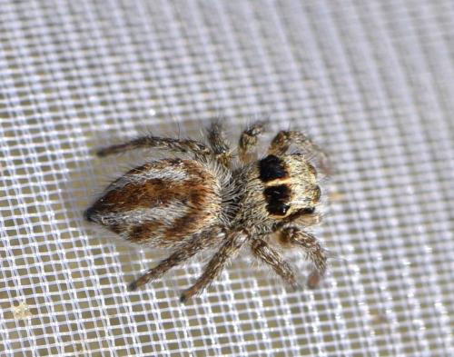 Philaeus chrysops