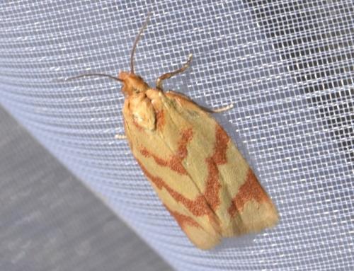 Réf. 262 624 : Clepsis pallidana