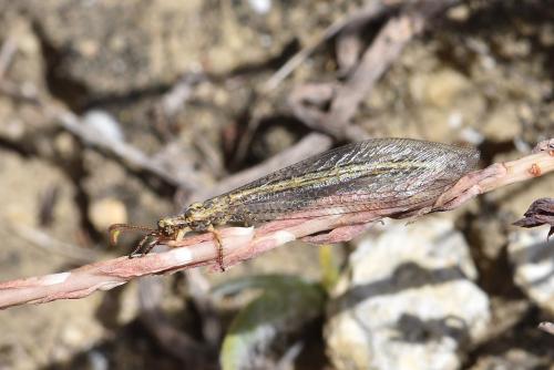 Réf. 262 715 : Macronemurus appendiculatus