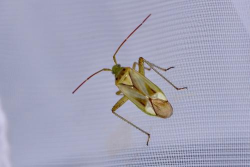 Adelphocoris lineolatus