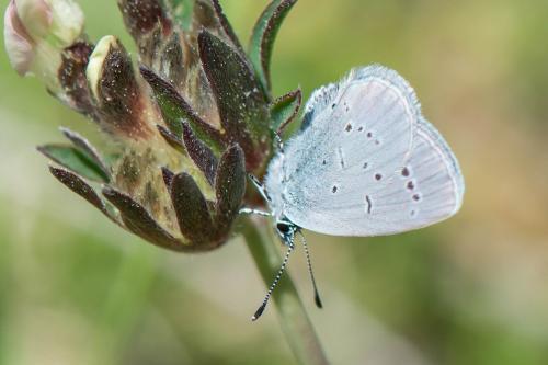 Cupido sp.