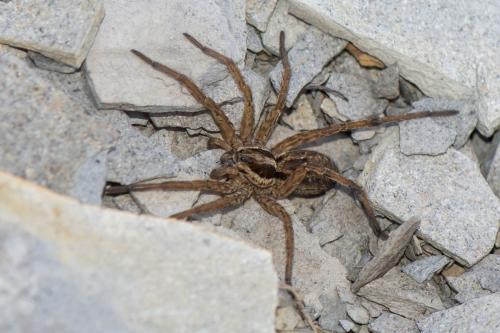 Hogna radiata