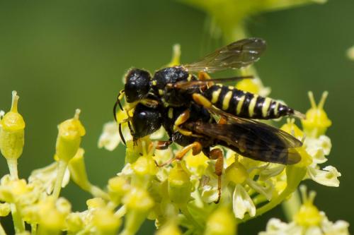 Lestica subterranea