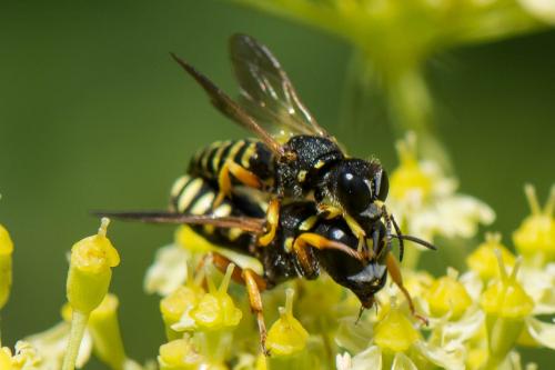 Lestica subterranea