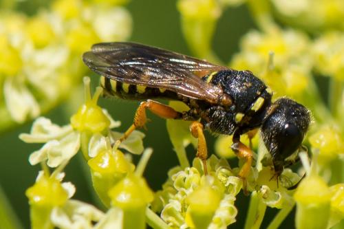 Lestica subterranea