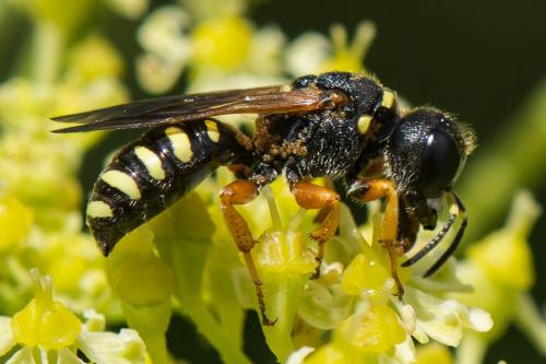 Lestica subterranea