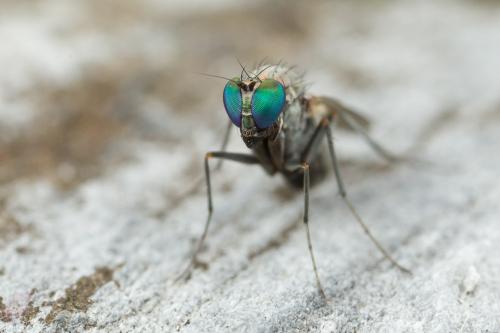 Medetera sp.