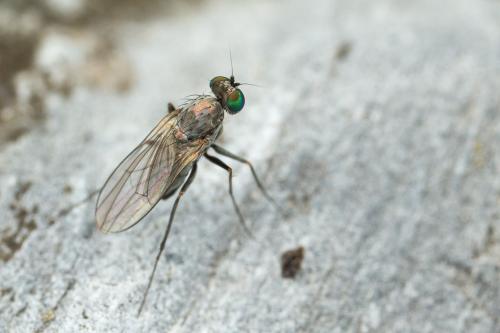 Réf. 262 887 : Medetera sp.
