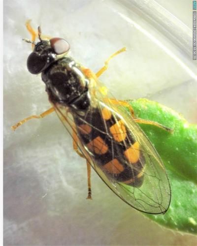 Melanostoma mellinum