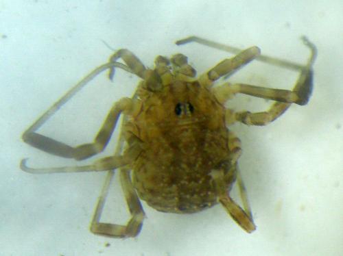 Lacinius ephippiatus