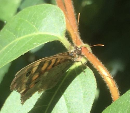 Pararge aegeria