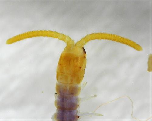 Réf. 262 182 : Geophilus sp.