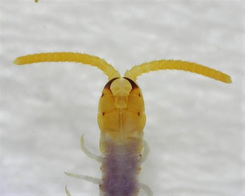 Réf. 262 183 : Geophilus sp.