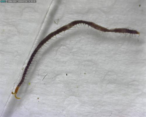Geophilus sp.