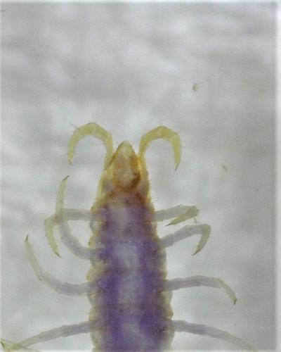 Geophilus sp.