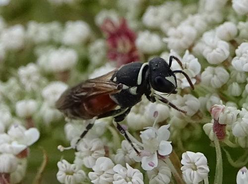 Hylaeus (meridionalis-variegatus)
