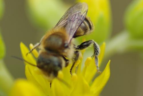 Osmia sp.