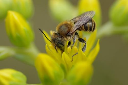 Osmia caerulescens