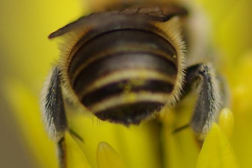Osmia caerulescens