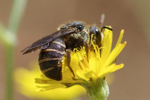Réf. 262 923 : Stelis punctulatissima