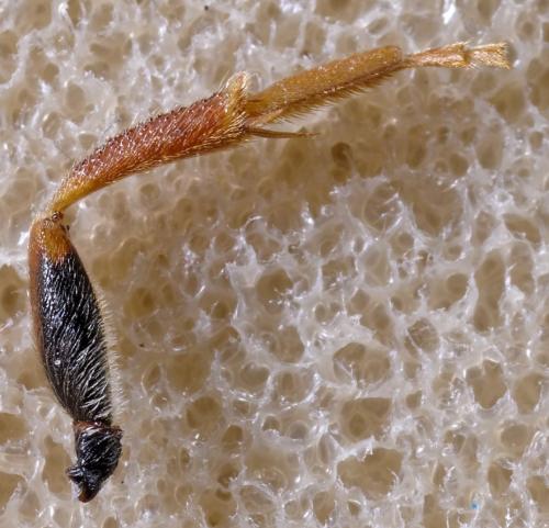 Nomada marshamella