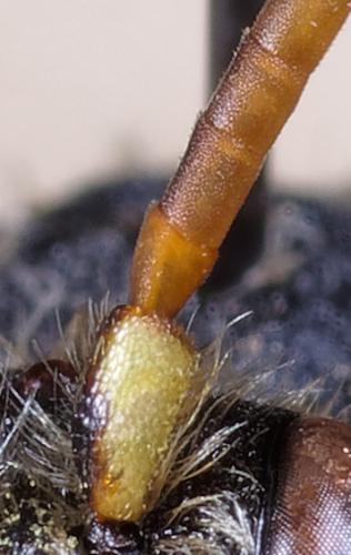 Nomada marshamella