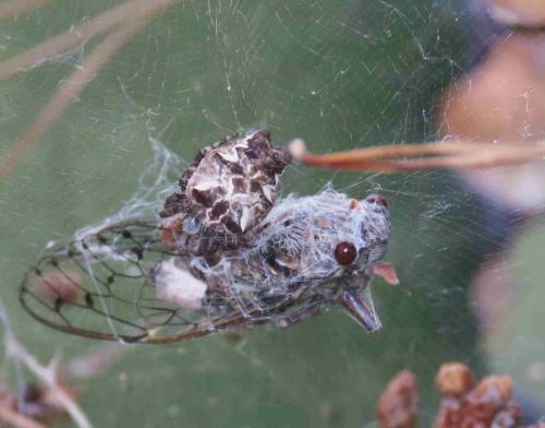 Cyrtophora citricola