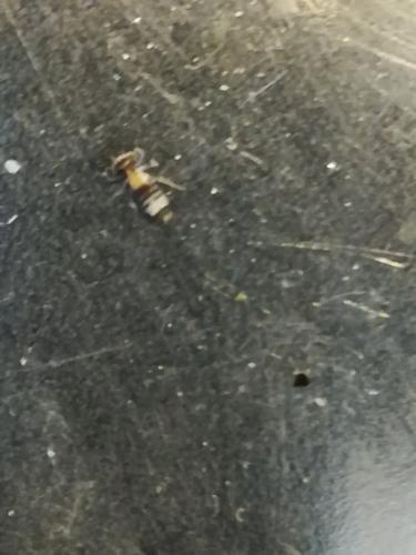 Anax sp.