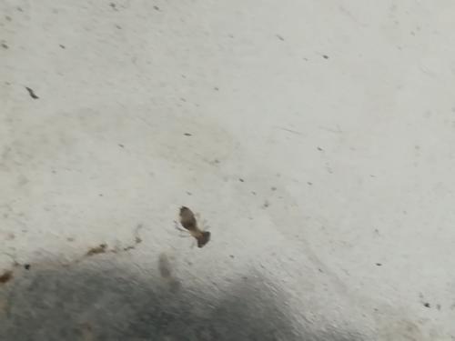 Anax sp.