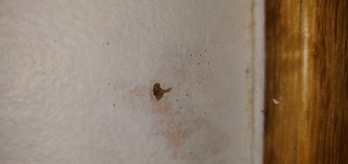 Dermatophagoides pteronyssinus