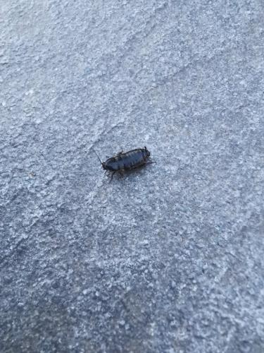 Réf. 262 448 : Loboptera canariensis