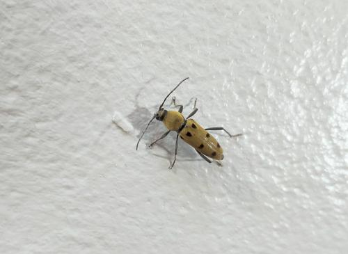 Chlorophorus glabromaculatus