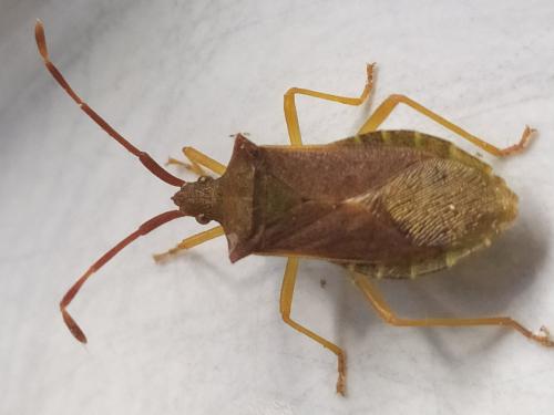 Gonocerus acuteangulatus