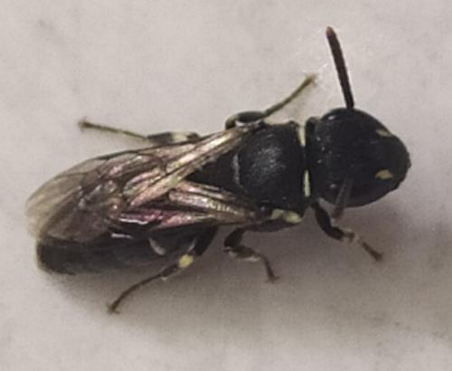 Hylaeus sp.