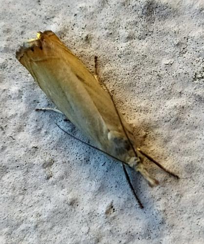 Réf. 262 657 : Chrysoteuchia culmella