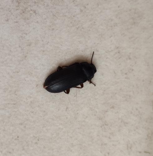 Tenebrio molitor
