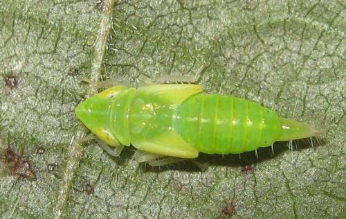 Réf. 262 493 : Synophropsis lauri