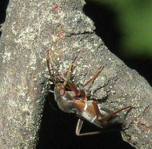 Réf. 262 615 : Pilophorus perplexus