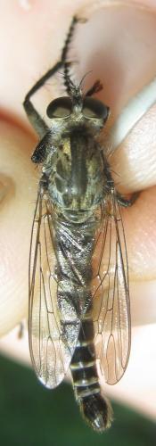 Réf. 262 633 : Machimus cyanopus
