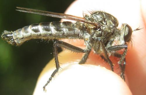 Réf. 262 635 : Machimus cyanopus