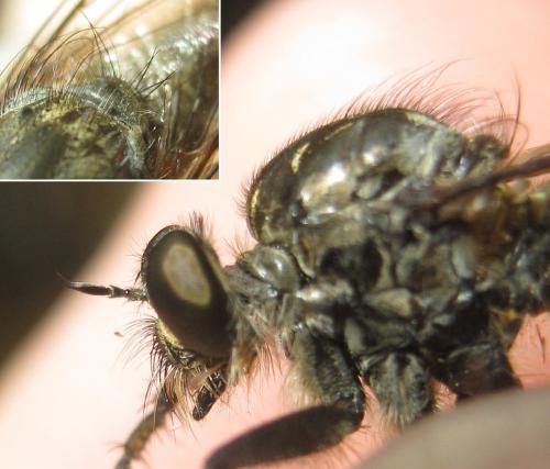 Réf. 262 631 : Machimus cyanopus