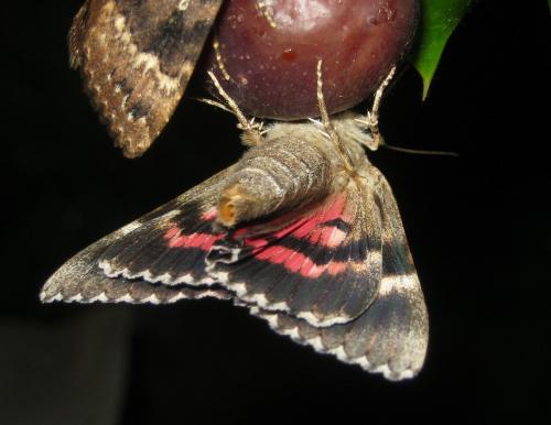 Réf. 262 997 : Catocala sponsa
