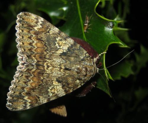 Réf. 262 998 : Catocala sponsa