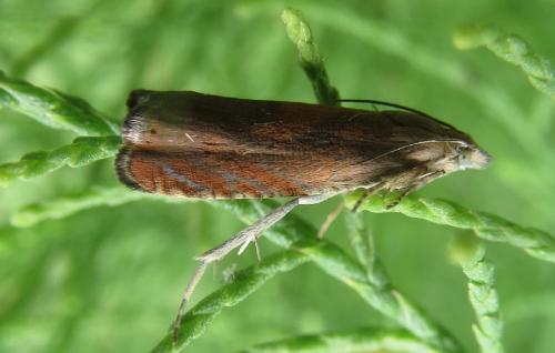 Réf. 262 169 : Dichrorampha sp.