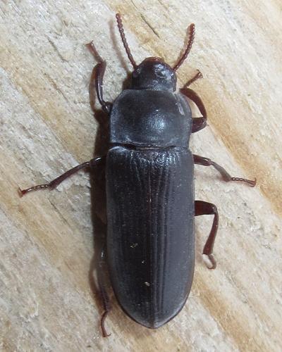 Réf. 262 582 : Tenebrio molitor