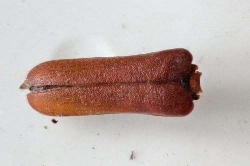 Rhamnusium bicolor