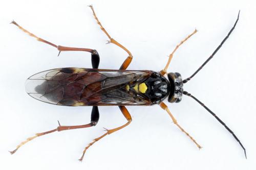 Réf. 262 314 : Tenthredopsis friesei
