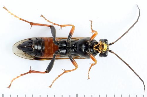 Réf. 262 315 : Tenthredopsis friesei
