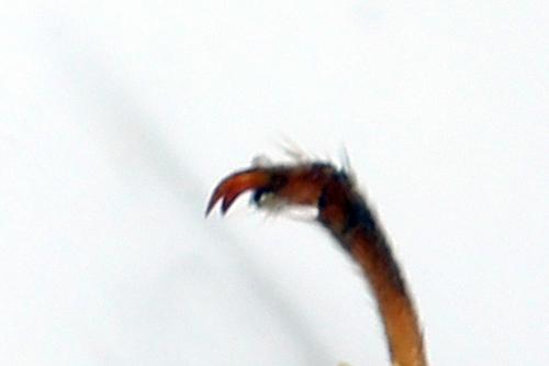 Tenthredopsis friesei